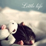 Аватар Крыса спит в обнимку с игрушкой (Little life)