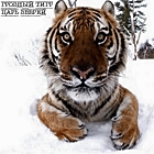 99px.ru аватар Тигр на снегу