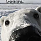 99px.ru аватар Нос белого мишки (любопытная...)