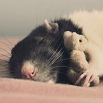 Аватар Крыса спит в обнимку с игрушкой