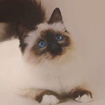 Аватар Сиамский кот