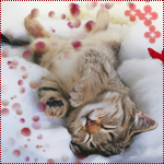 Аватар Спящий котенок