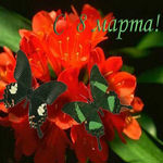 99px.ru аватар Цветы и бабочки (с 8 марта)