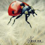 99px.ru аватар Божья коровка на одуванчике (bug me)