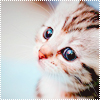 Аватар Милейший котенок