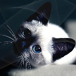 Аватар Сиамский кот