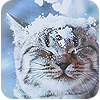 Аватар Котэ из рекламы Вискас