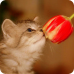 99px.ru аватар Котенок нюхает тюльпан