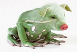99px.ru аватар Свиноляг - лягушка с головой свиньи