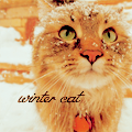 99px.ru аватар Котэ под снегом ('Winter cat' / 'Зимний кот')