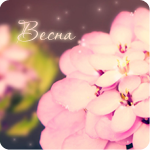 Аватар Розовые флоксы ('Весна')