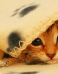 99px.ru аватар Рыжий котик сидит под одеялом