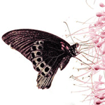 99px.ru аватар Черная бабочка присела отдохнуть на цветах