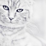 99px.ru аватар Пафосное котэ