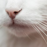 99px.ru аватар Нос белого кота