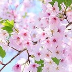 99px.ru аватар Цветы вишни