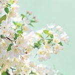Аватар Цветы черешни