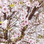 Аватар Цветы вишни