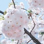 99px.ru аватар Цветы на веточке дерева