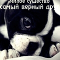 99px.ru аватар Черно-белый щенок (Милое существо, самый верный друг)