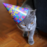 99px.ru аватар Кот в шапке с надписью 'Happy Birthday' / 'С Днем Рождения'