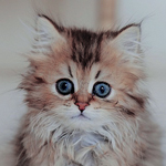Аватар Удивленный котенок