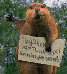 Аватар Бобер держит табличку с надписью 'Падонки, идите на йух! Бобруйск - для бобров!'