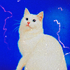 Аватар Милое белое котэ