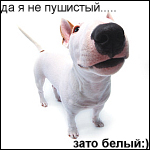 Аватар Белая собака ('Да я не пушистый.... зато белый :)')