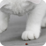 99px.ru аватар Белый котенок играет с божьей коровкой