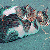 99px.ru аватар Три спящих кота