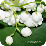 Аватар Ландыши (Нежность)