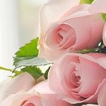 Аватар Розовые розы