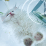 Аватар Белый котенок