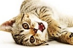 Аватар Котенок играет