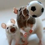 99px.ru аватар Две крыски играют в футбол