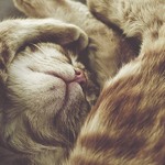 Аватар Котэ мило спит