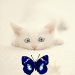 99px.ru аватар Котёнок наблюдает за бабочкой