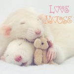 99px.ru аватар Спящие мышки ('Love mouse' / 'Влюбленные мыши')