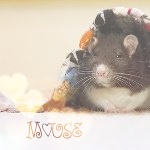 Аватар Мышь под одеяльцем ('Mouse' / 'Мышь')