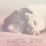 99px.ru аватар Мышь спит в обнимку с игрушкой ('Sleeping mouse' / 'Спящая мышь')