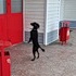 Аватар Собачка на задних лапах встречает у двери своего хозяина