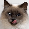 Аватар Сиамский кот показывает язык