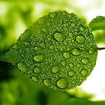 Аватар Листок с каплями воды