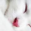 Аватар Белая кошечка спит
