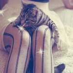 Аватар Кошка на ногах у девушки