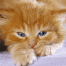 Аватар Рыжий котик проснулся