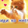 Аватар Рыжий котёнок выставил лапки вперёд (Иди ко мне!)