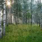 Аватар Летний лес