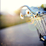 Аватар Ромашки в корзине велосипеда